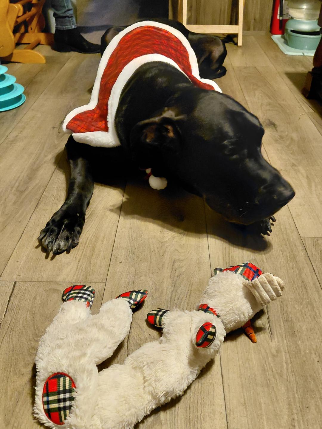 Enlarge French, a ADOPTABLE Great Dane in Houston, TX image 6/6