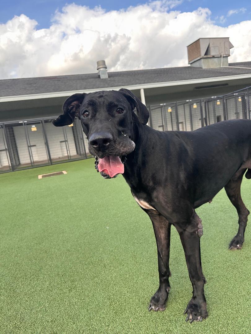 French, ADOPTABLE, Adult Male Great Dane.