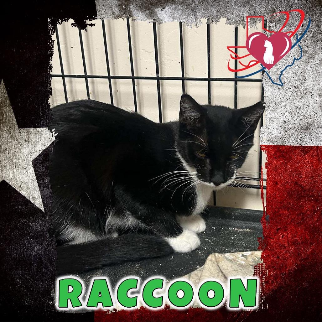 Enlarge Raccoon, a Adoptable Domestic Short Hair in Kingman, AZ image 1/1