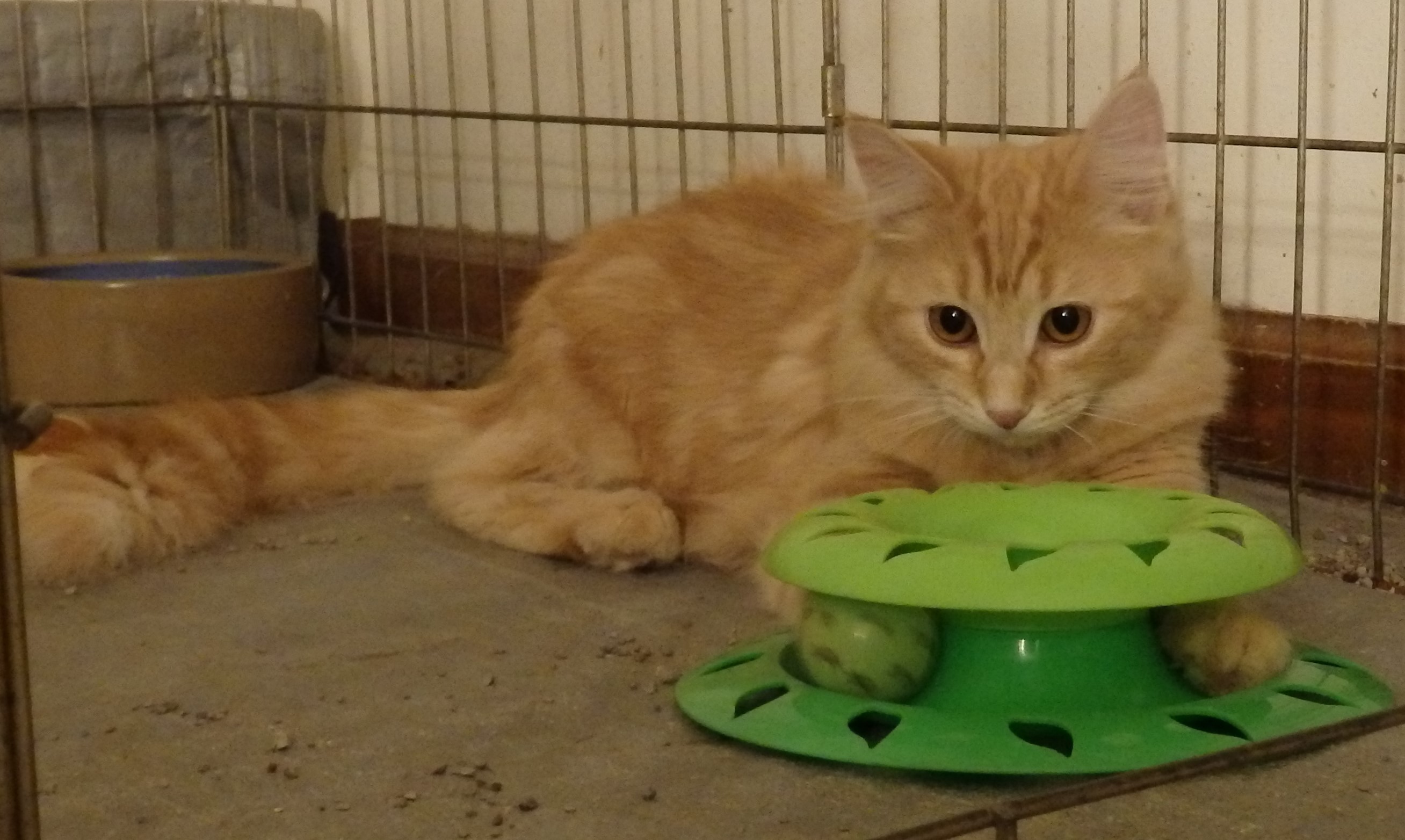 Enlarge Jennipurr, a Adopted mixed breed in Westfield, IN image 1/1