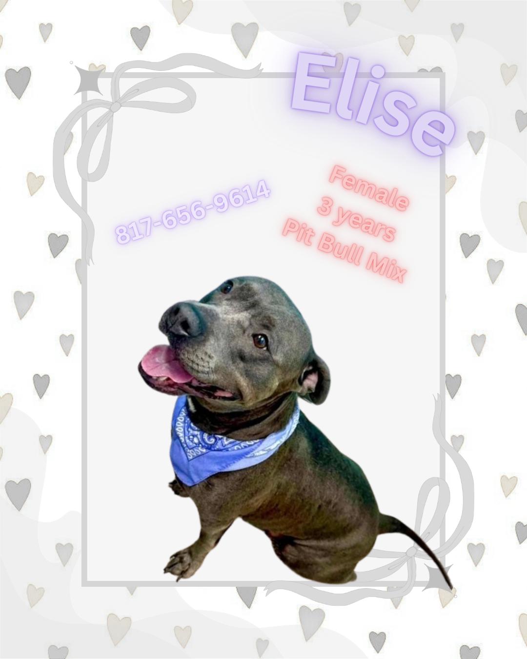 Elise, ADOPTABLE, Adult Female Pit Bull Terrier.