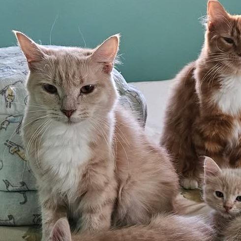 Ethel, Adoptable, Adult Female Domestic Medium Hair.