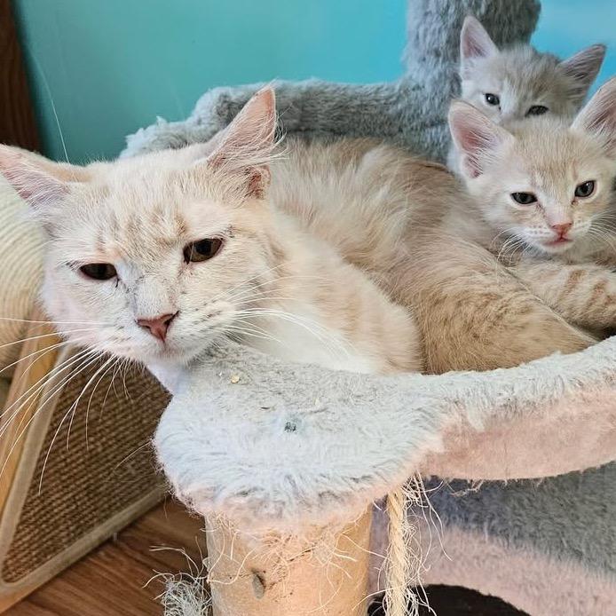 Enlarge Ethel, a Adoptable Domestic Medium Hair in Baker City, OR image 2/2