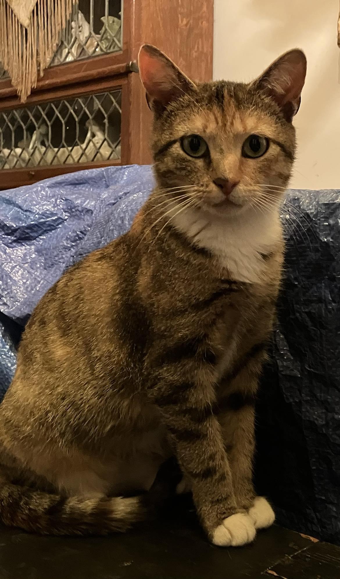 Enlarge Betty Jo, a Adopted Domestic Short Hair in Londonderry, OH image 2/6