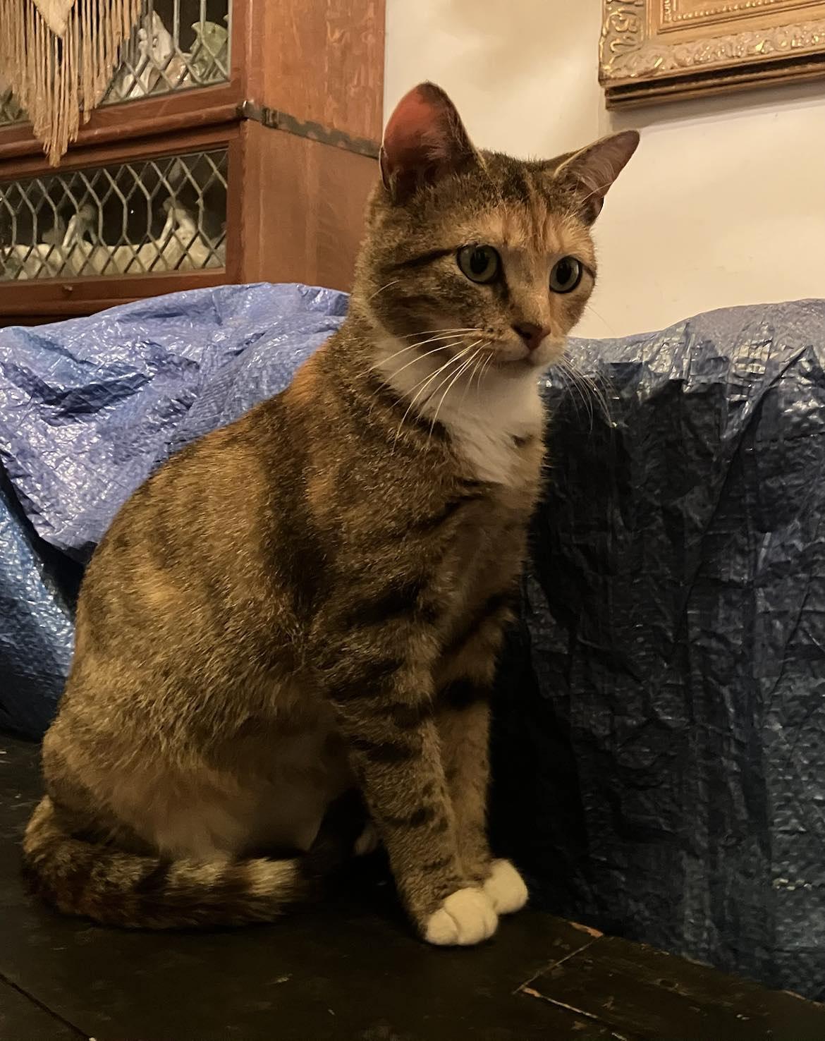 Enlarge Betty Jo, a Adopted Domestic Short Hair in Londonderry, OH image 3/6