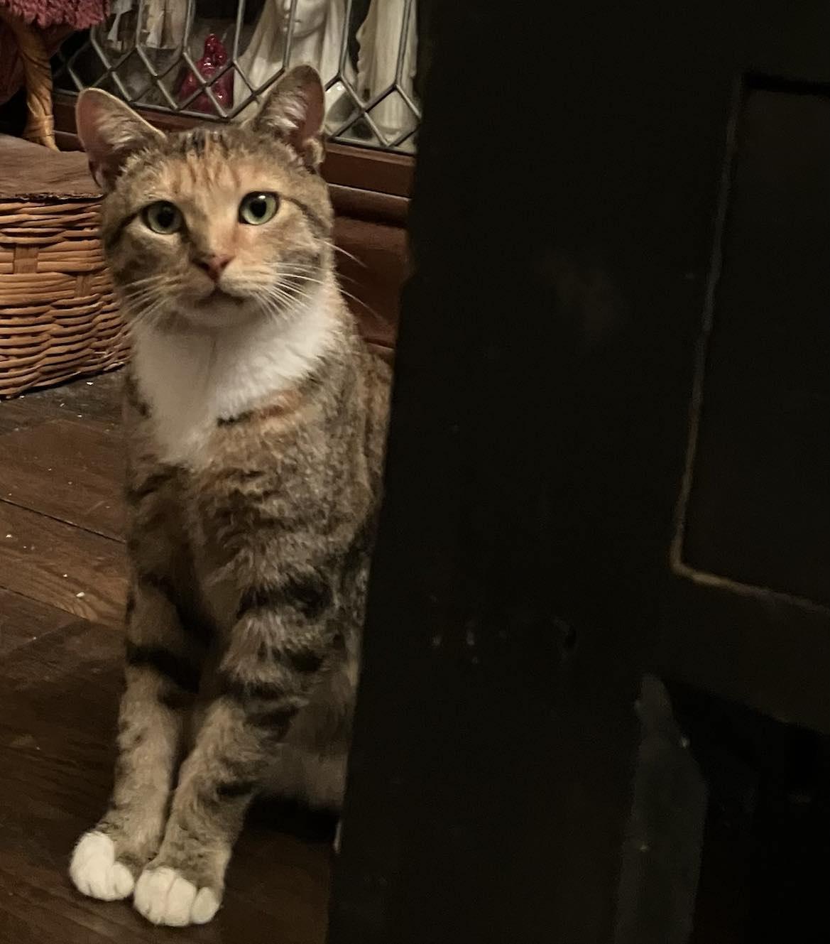 Enlarge Betty Jo, a Adopted Domestic Short Hair in Londonderry, OH image 1/6