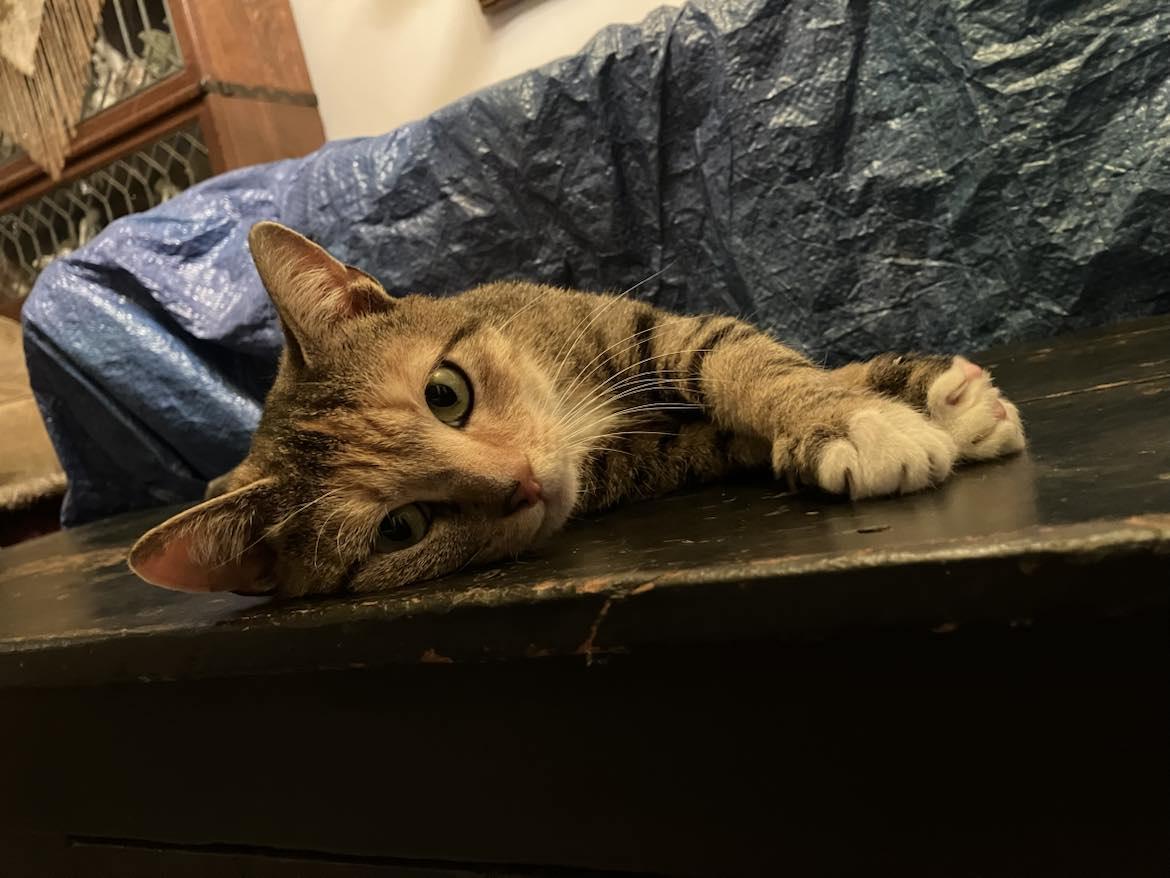 Enlarge Betty Jo, a Adopted Domestic Short Hair in Londonderry, OH image 4/6
