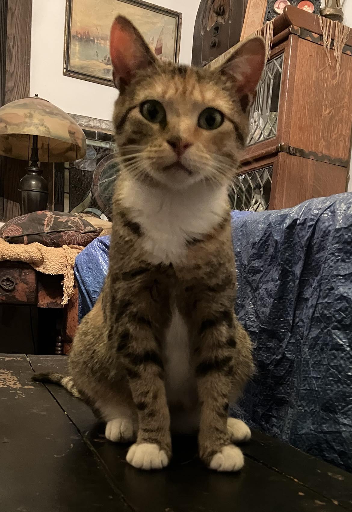 Enlarge Betty Jo, a Adopted Domestic Short Hair in Londonderry, OH image 5/6