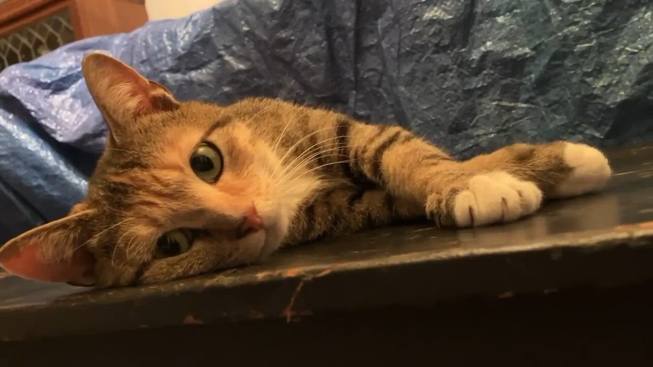 Enlarge Betty Jo, a Adopted Domestic Short Hair in Londonderry, OH video 6/6