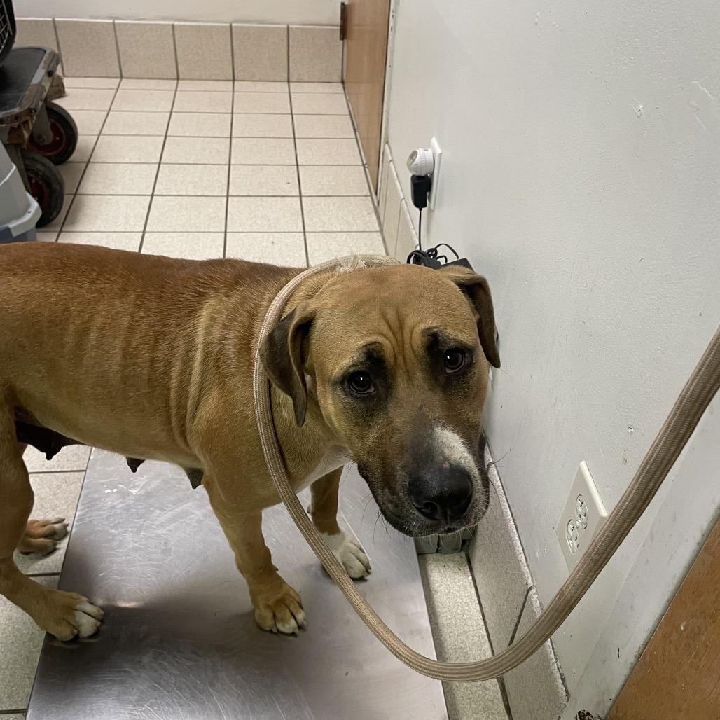 Enlarge Bambi, a Adoptable Mixed Breed in Charleston, WV image 1/4