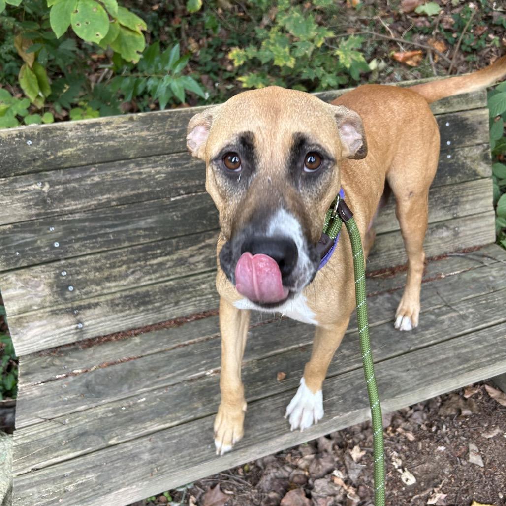 Enlarge Bambi, a Adoptable Mixed Breed in Charleston, WV image 2/4