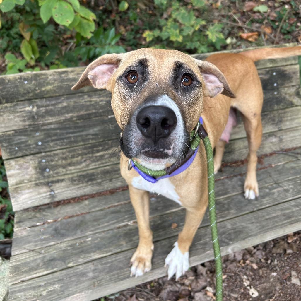 Enlarge Bambi, a Adoptable Mixed Breed in Charleston, WV image 3/4
