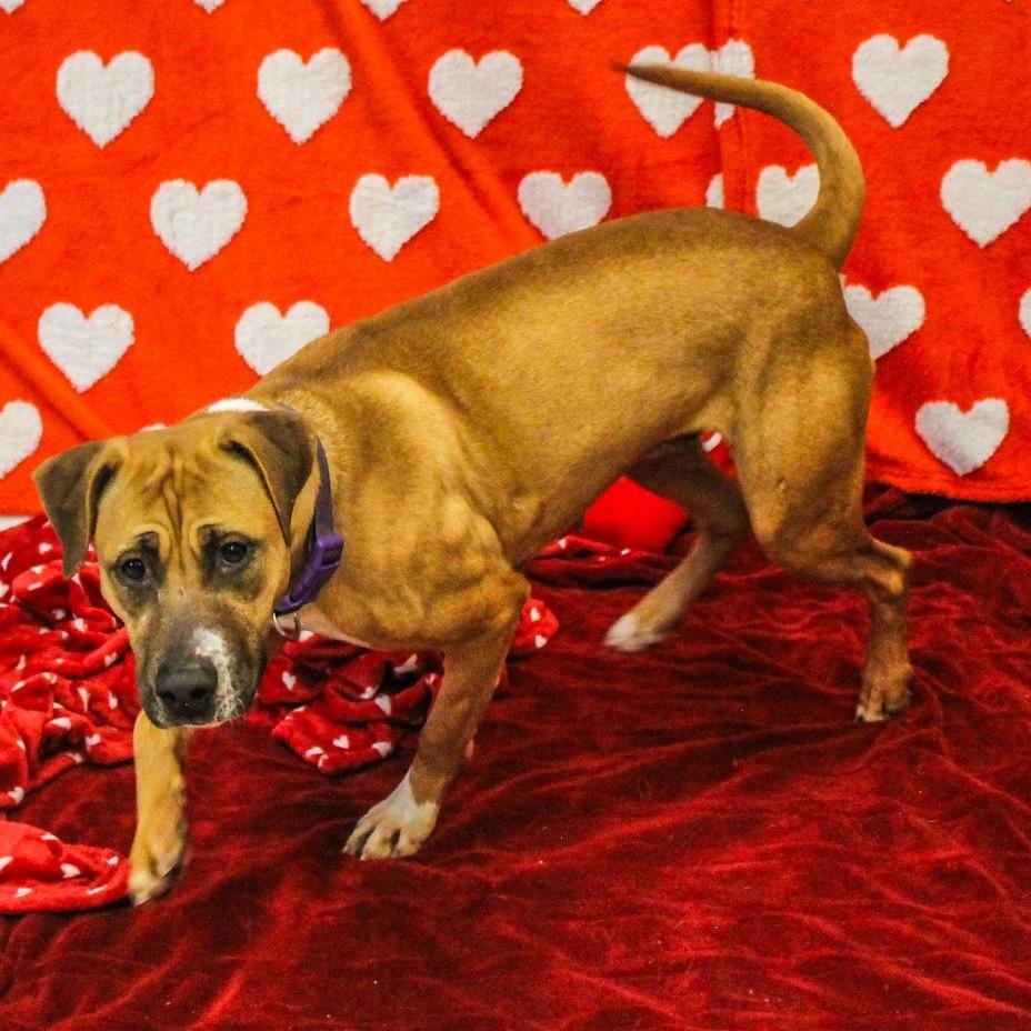 Bambi, a Adoptable Mixed Breed in Charleston, WV image 4/6