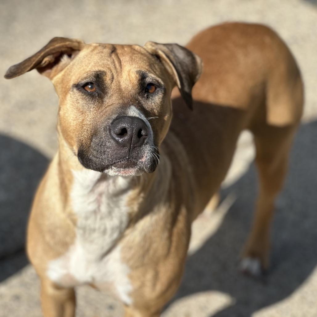 Enlarge Bambi, a Adoptable Mixed Breed in Charleston, WV image 4/4