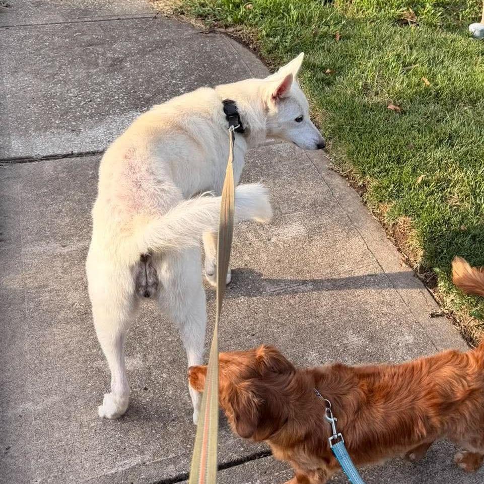 Snow, Adoptable, Senior Female German Shepherd Dog & Mixed Breed.