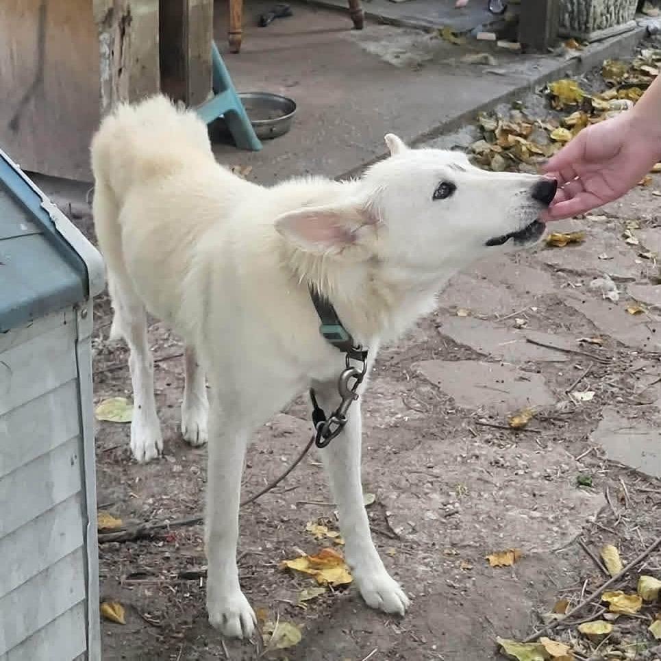 Enlarge Snow, a Adopted mixed breed in Overland Park, KS image 2/6