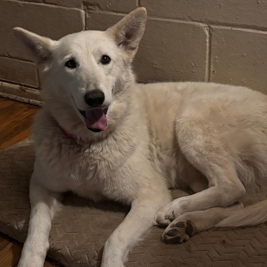 Enlarge Snow, a Adopted mixed breed in Overland Park, KS image 3/6