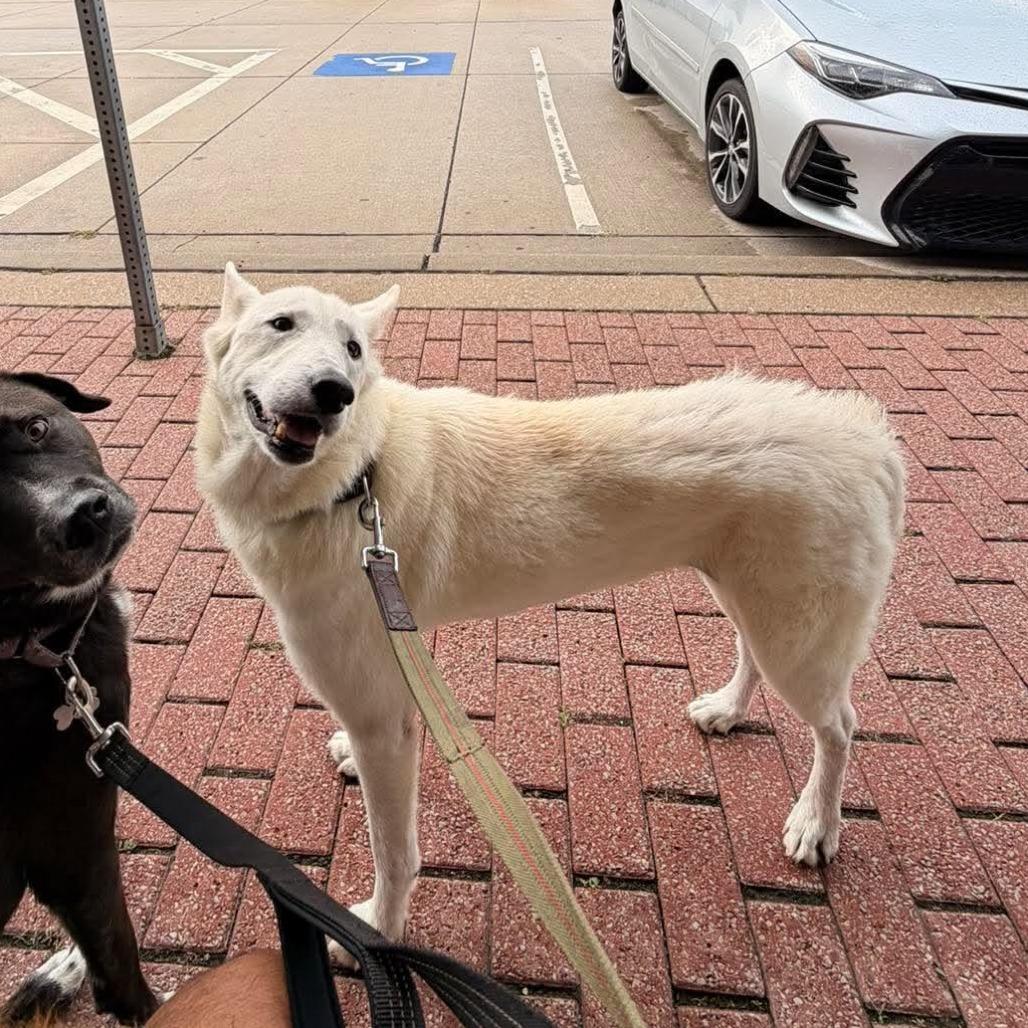 Enlarge Snow, a Adopted mixed breed in Overland Park, KS image 4/6