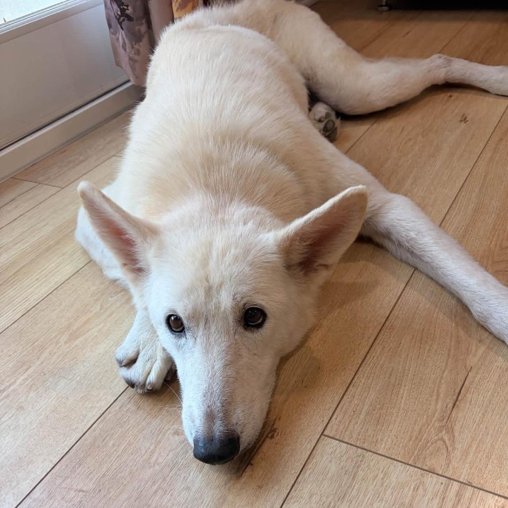 Enlarge Snow, a Adopted mixed breed in Overland Park, KS image 5/6