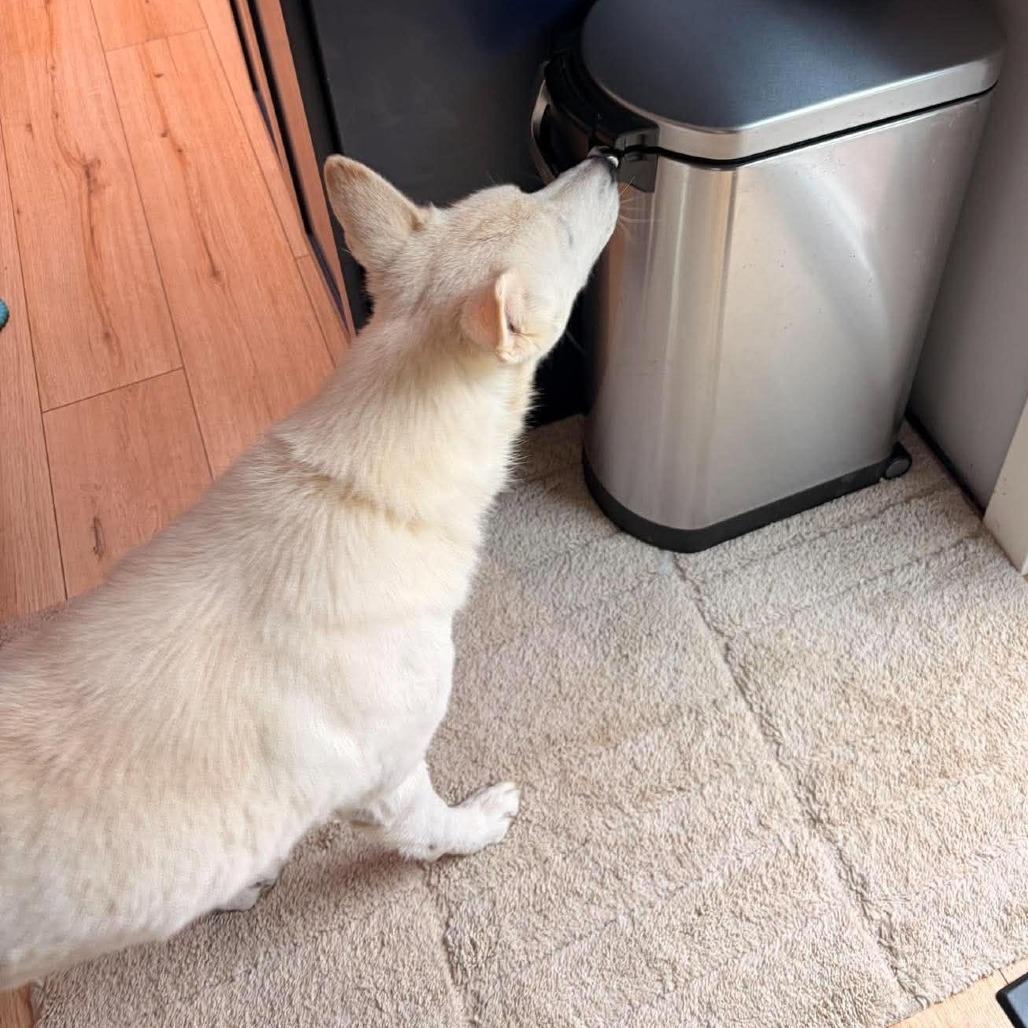 Enlarge Snow, a Adopted mixed breed in Overland Park, KS image 6/6