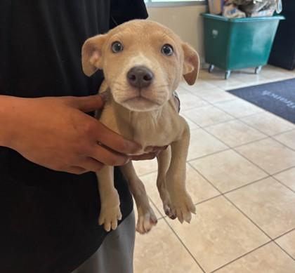 Enlarge Chili, a Adoptable Pit Bull Terrier in Farmers Branch, TX image 1/2