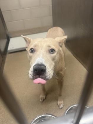 Enlarge Chili, a Adoptable Pit Bull Terrier in Farmers Branch, TX image 2/2
