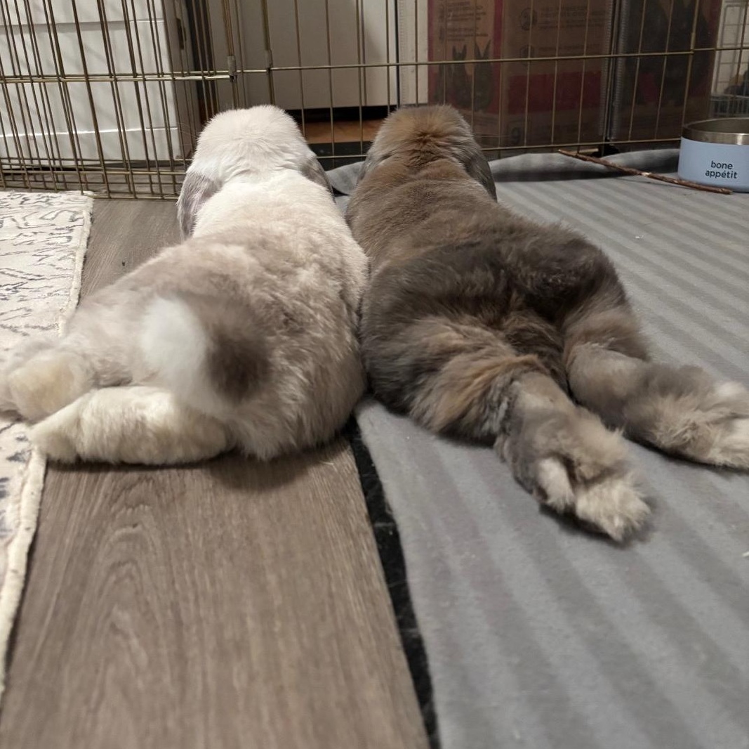 Aspen & Maple, Adoptable, Adult Female Holland Lop.