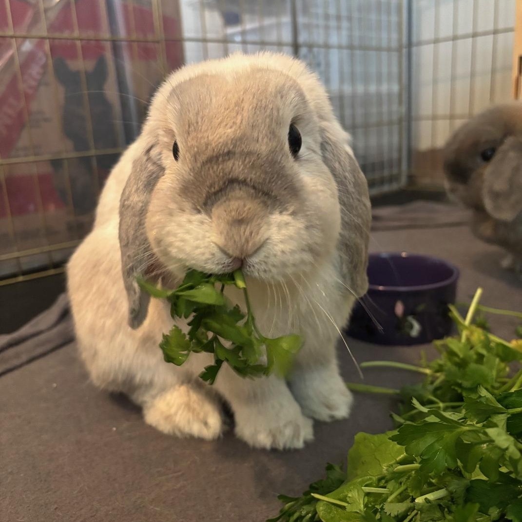 Enlarge Aspen & Maple, a Adoptable Holland Lop in Edina, MN image 3/4
