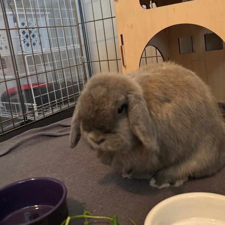 Enlarge Aspen & Maple, a Adoptable Holland Lop in Edina, MN image 2/4