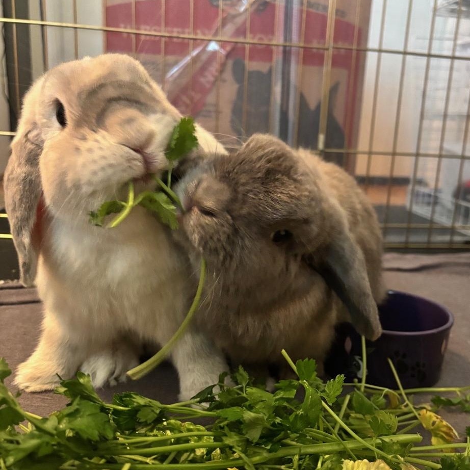 Enlarge Aspen & Maple, a Adoptable Holland Lop in Edina, MN image 4/4