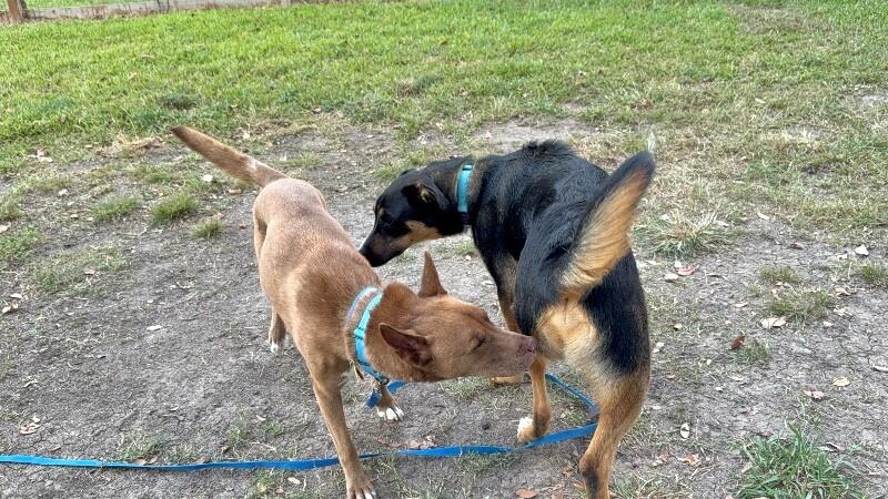 Layla the Dog Lovin Doll — thumbnail 2