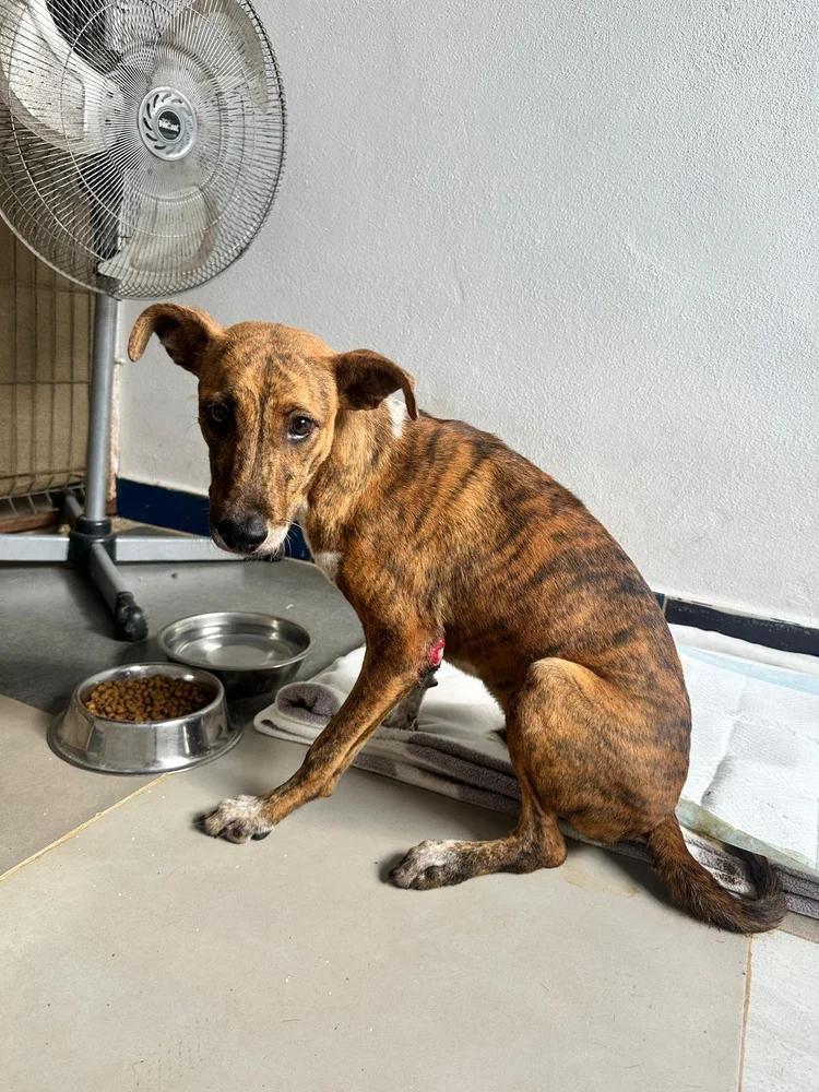 Brie — thumbnail 3