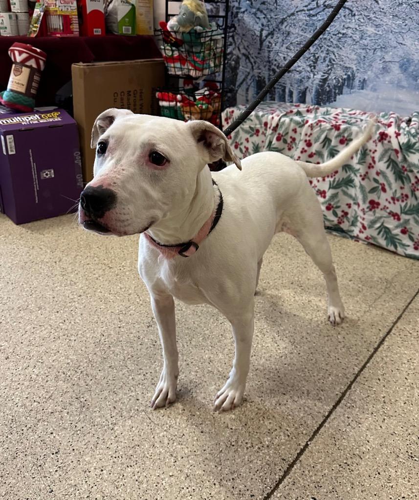 Ghost (Snow) - Sponsored by River & Ben, Adoptable, Adult Female Pit Bull Terrier & Dalmatian.