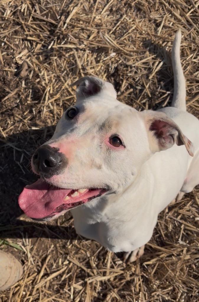 Enlarge Ghost (Snow) - Sponsored by River & Ben, a Adoptable mixed breed in Newberg, OR image 3/6