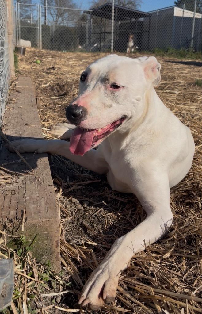 Enlarge Ghost (Snow) - Sponsored by River & Ben, a Adoptable mixed breed in Newberg, OR image 4/6