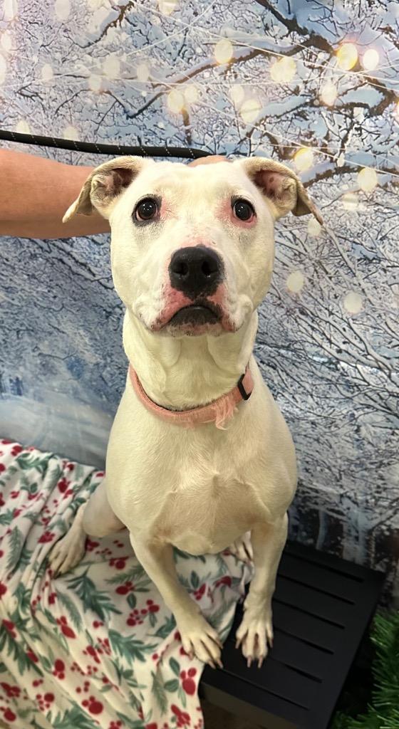 Enlarge Ghost (Snow), a Adoptable mixed breed in Newberg, OR image 1/3