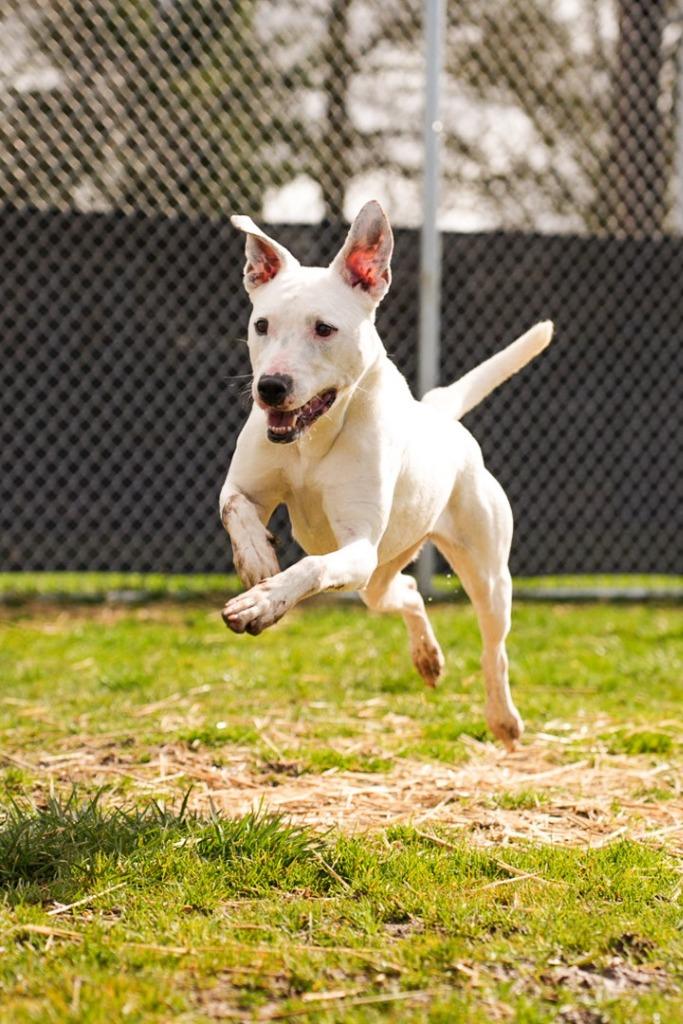 Enlarge Ghost (Snow) - Sponsored by River & Ben, a Adoptable mixed breed in Newberg, OR image 5/6