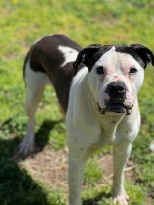 Enlarge Rebel~ Fully Sponsored, a Adoptable Mixed Breed in Leitchfield, KY image 1/1