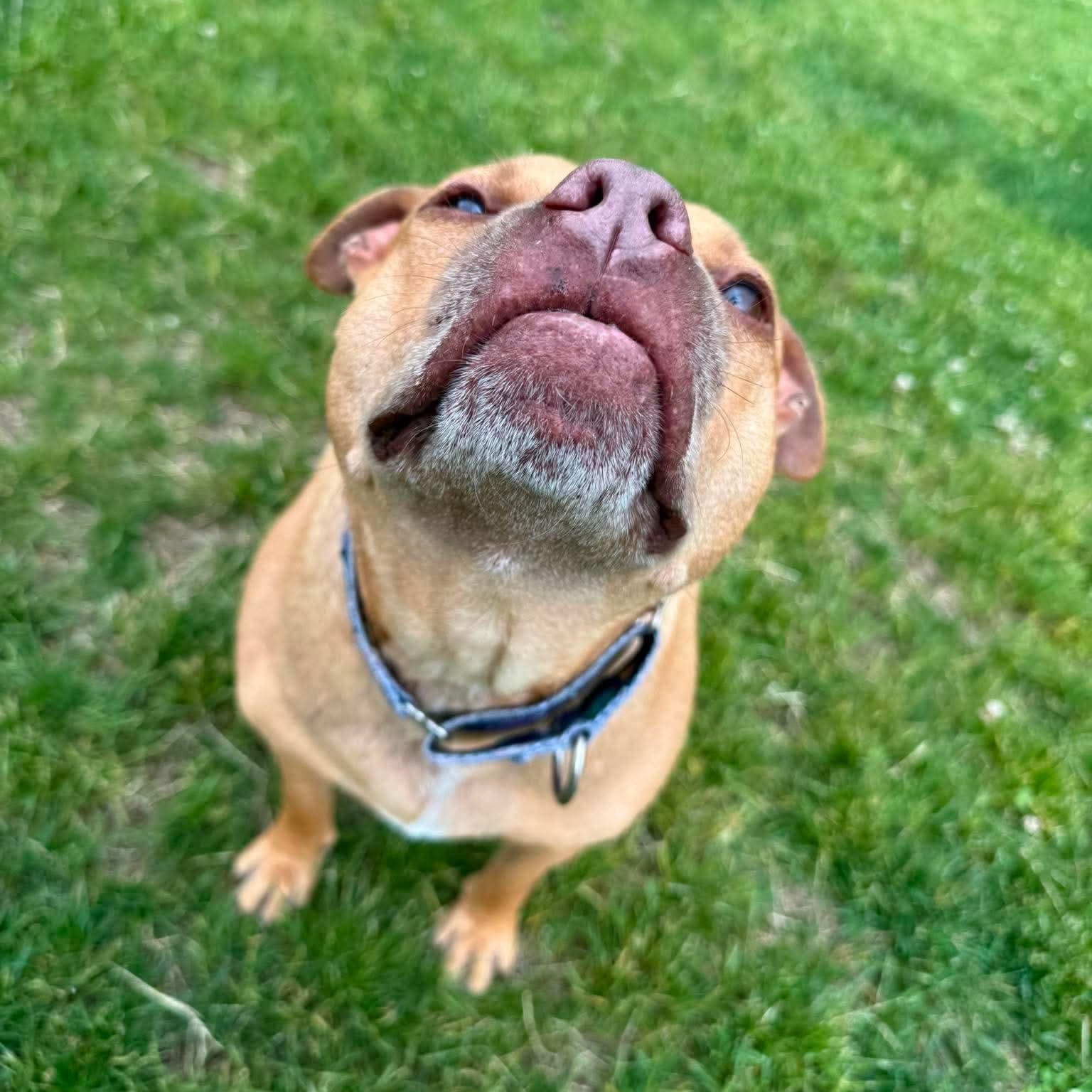 Enlarge Rocco, a Adoptable mixed breed in Cranston, RI image 1/6