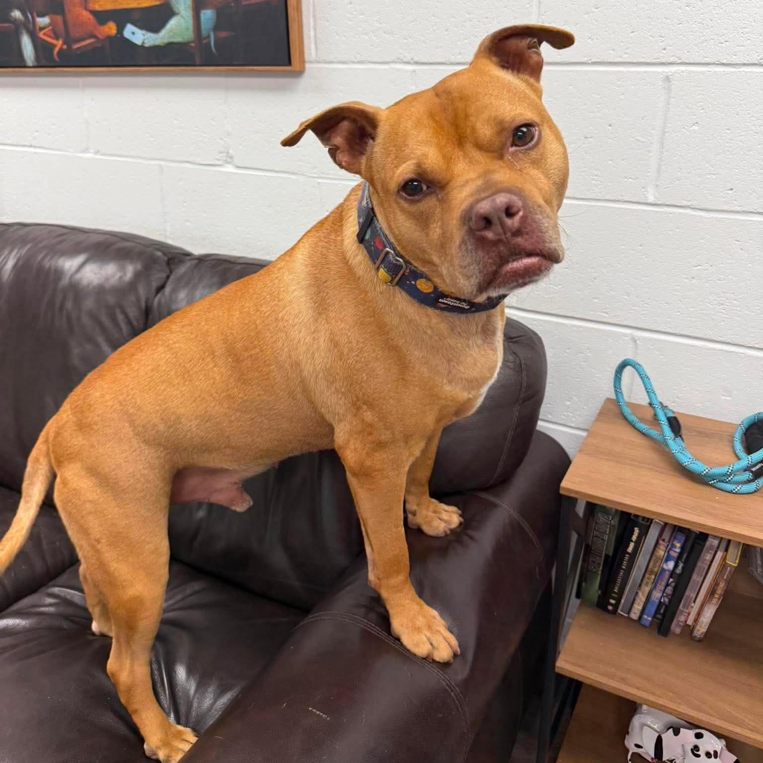 Enlarge Rocco, a Adoptable mixed breed in Cranston, RI image 2/6