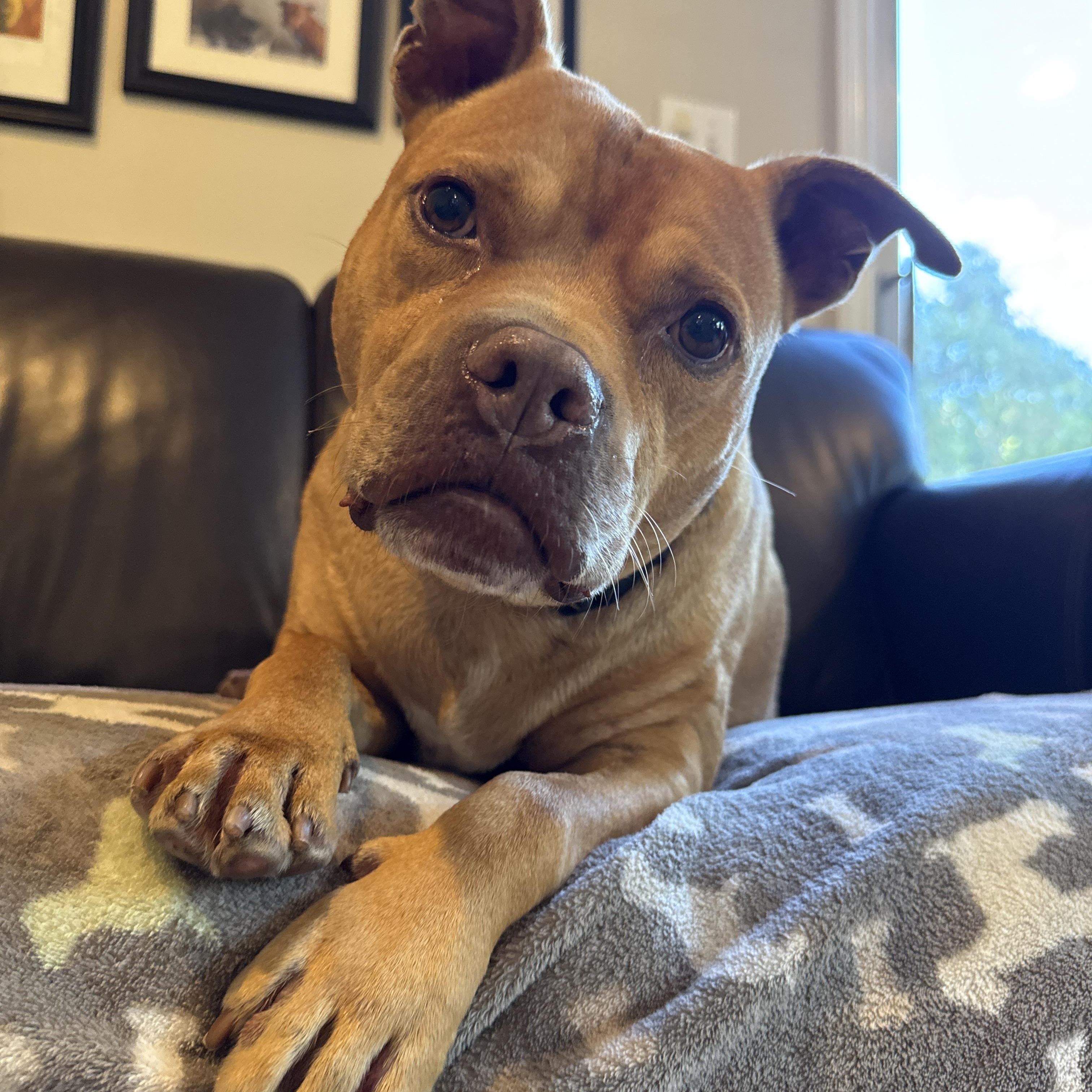 Rocco, Adoptable, Adult Male American Bully & Pit Bull Terrier.