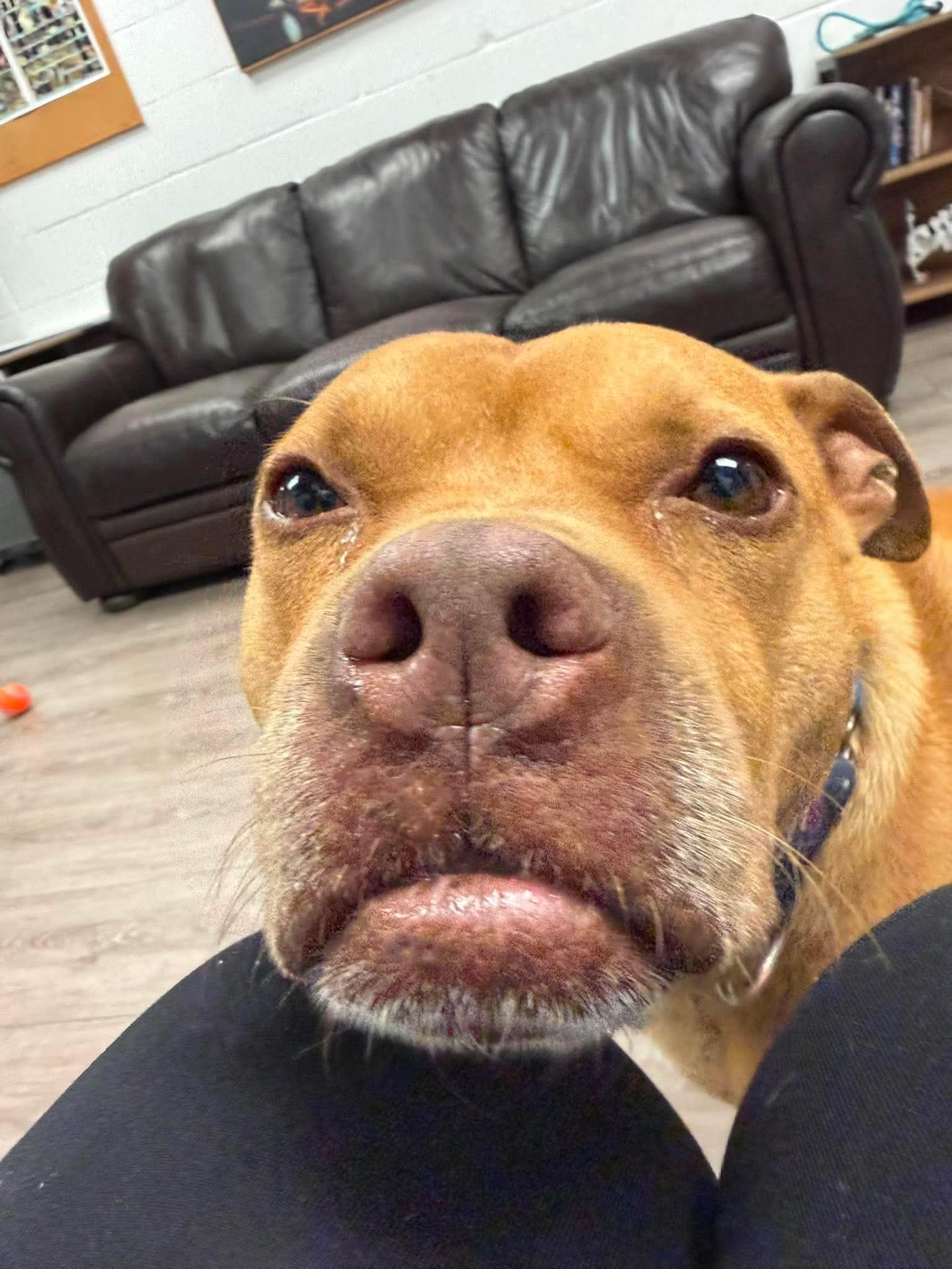 Enlarge Rocco, a Adoptable mixed breed in Cranston, RI image 3/6