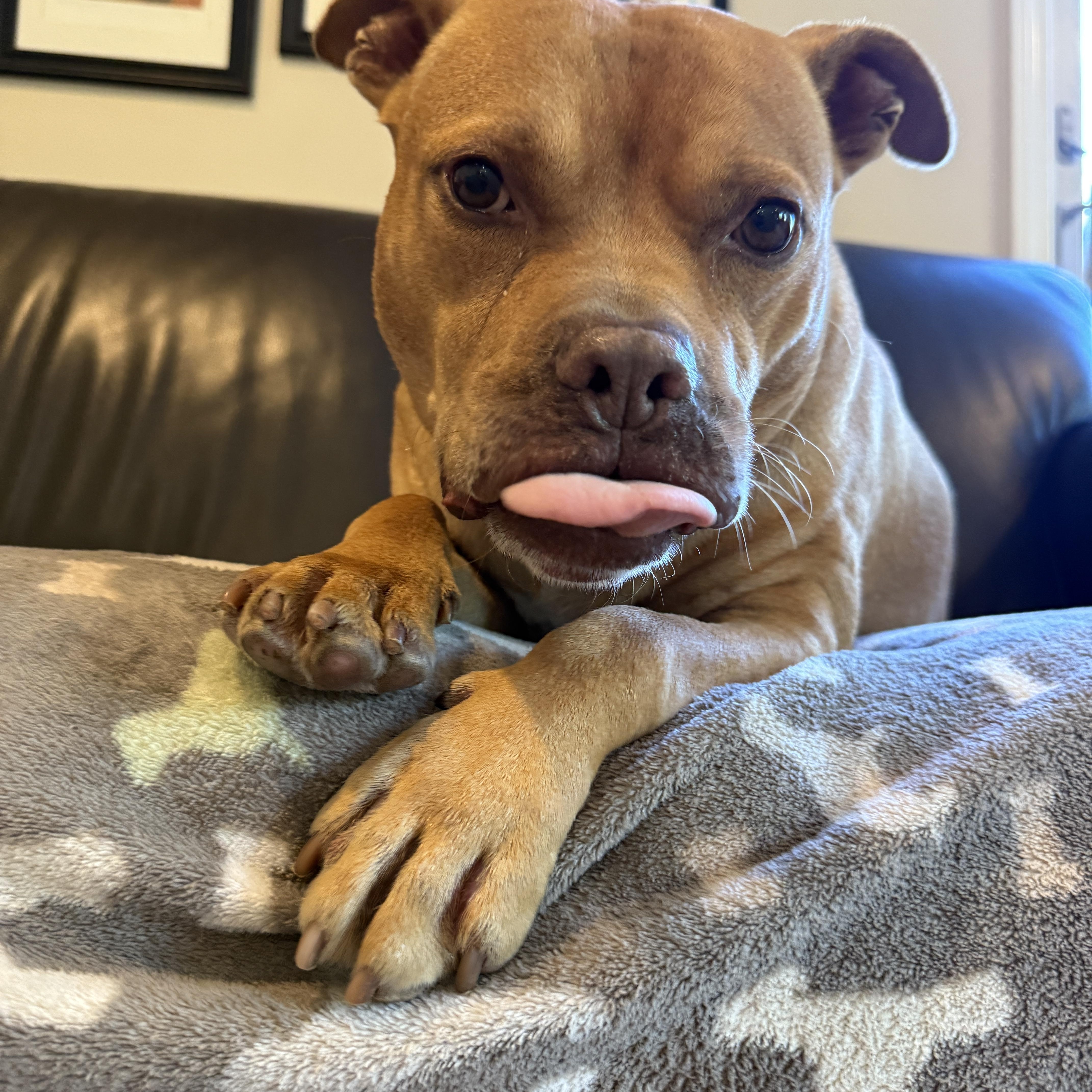 Enlarge Rocco, a Adoptable mixed breed in Cranston, RI image 4/5