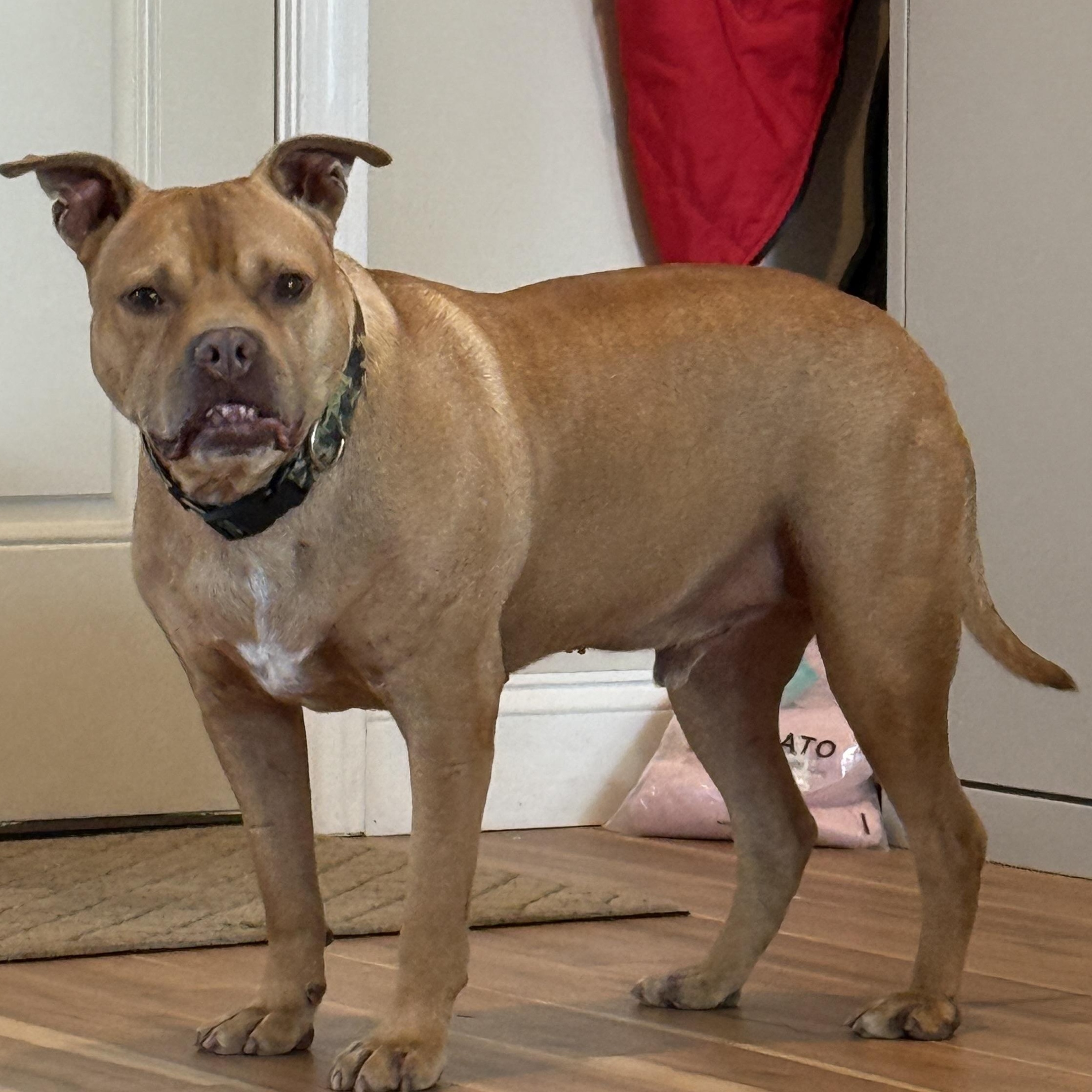 Enlarge Rocco, a Adoptable mixed breed in Cranston, RI image 2/5