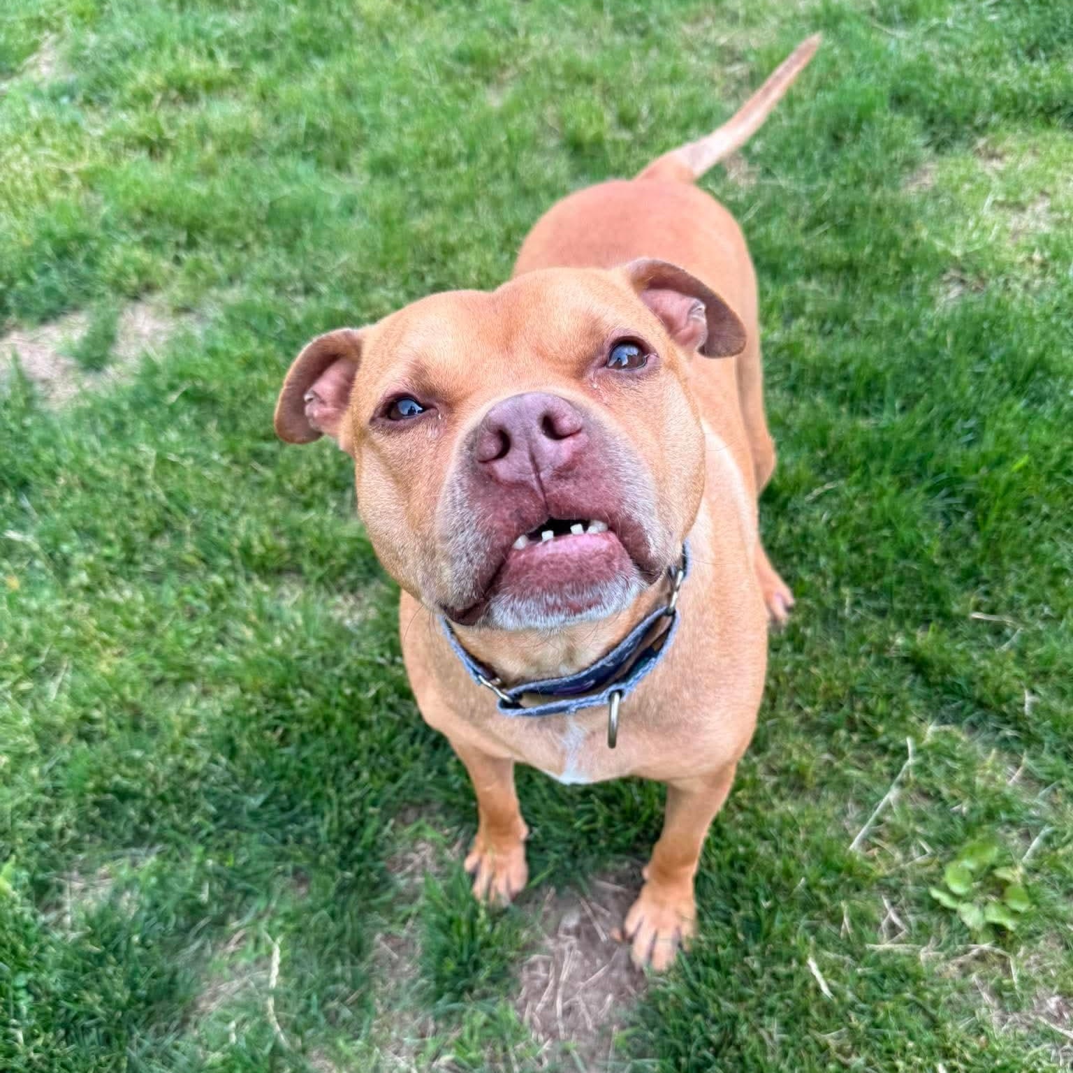 Enlarge Rocco, a Adoptable mixed breed in Cranston, RI image 4/6