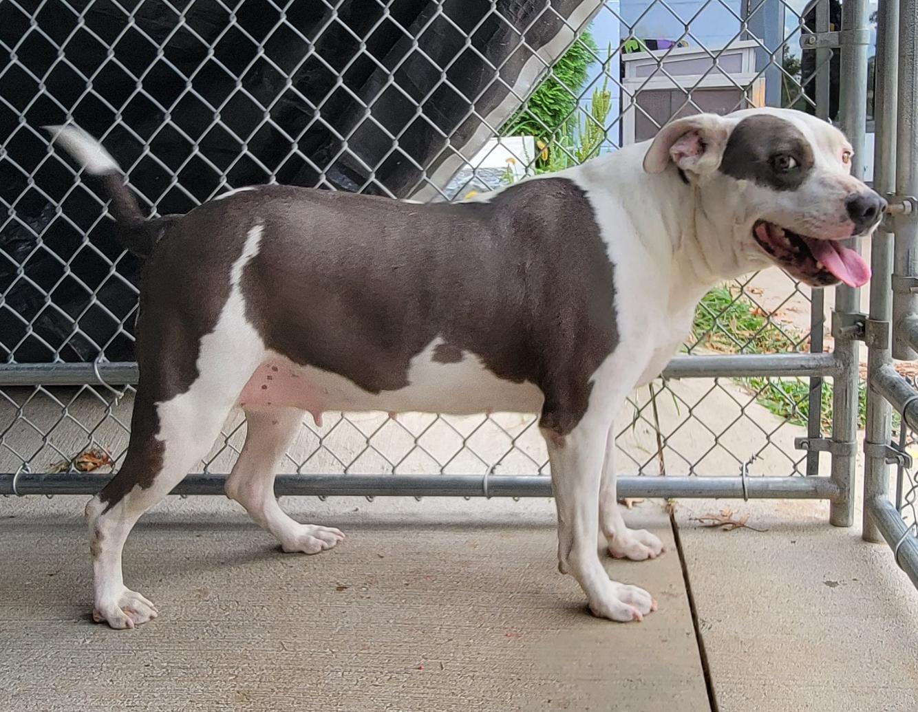 Athena (special Needs: Deaf/hearing thumbnail 5