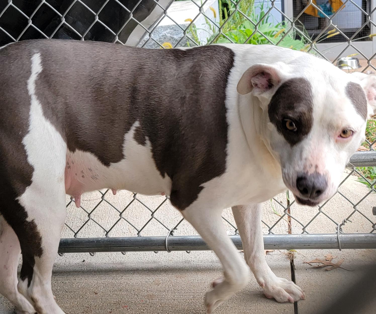 Athena (special Needs: Deaf/hearing thumbnail 4
