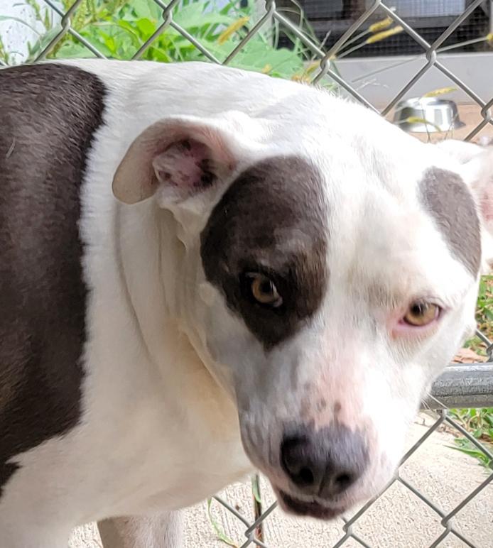 Athena (special Needs: Deaf/hearing thumbnail 3