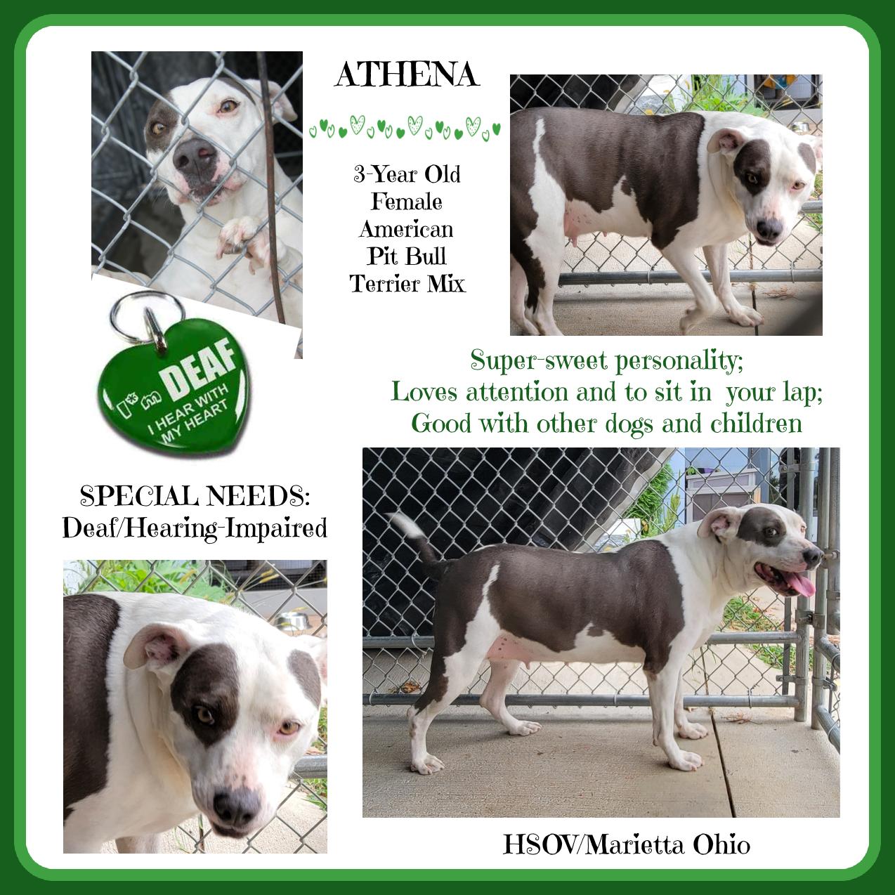 Athena (special Needs: Deaf/hearing photo 1