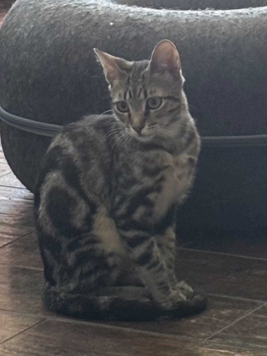 Sonny, Adoptable, Kitten Male Tabby.